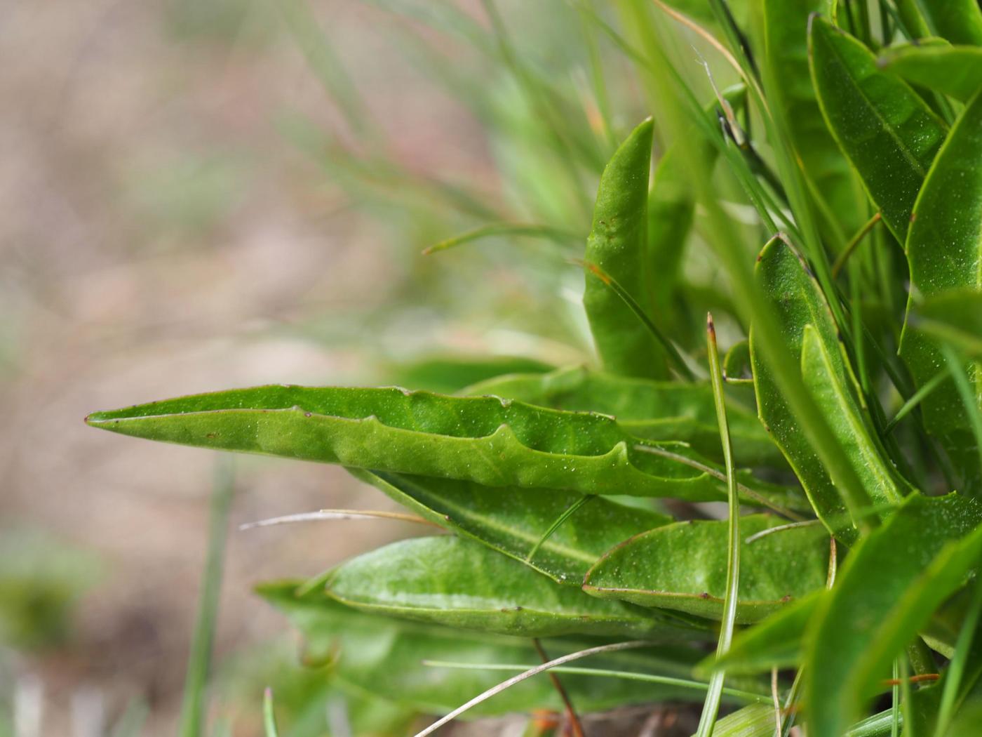 Hawkbit, [Pyrennean] leaf